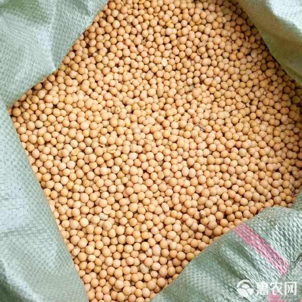 国产大豆现货价格(国产大豆现货价格表)
